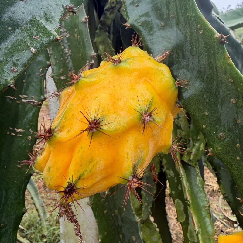 Yellow Dragon Fruit from Ecuador