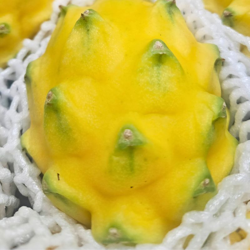 Yellow Dragon Fruit quality