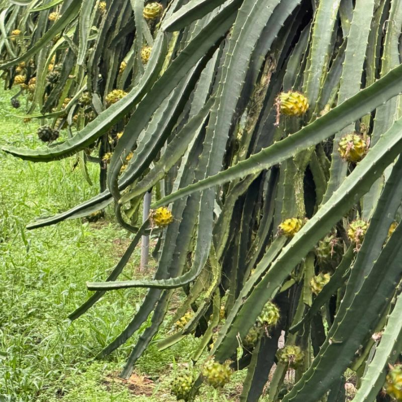 Yellow Dragon Fruit export