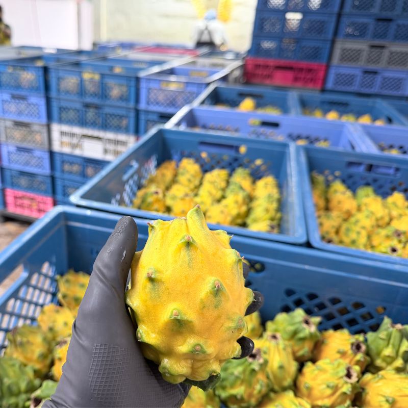 Yellow Dragon Fruit pallet