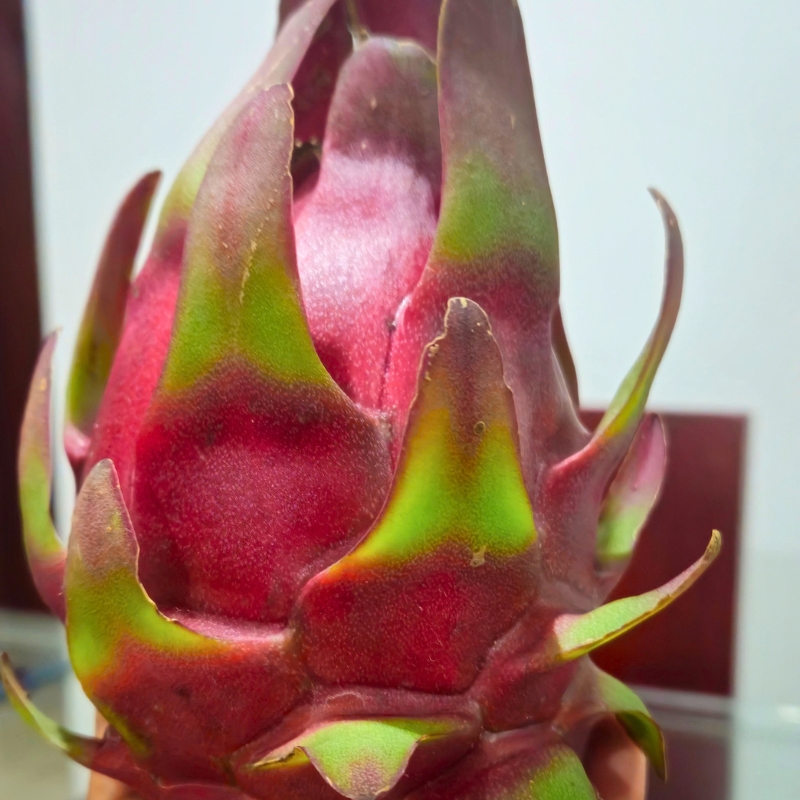 Red Dragon Fruit packaging