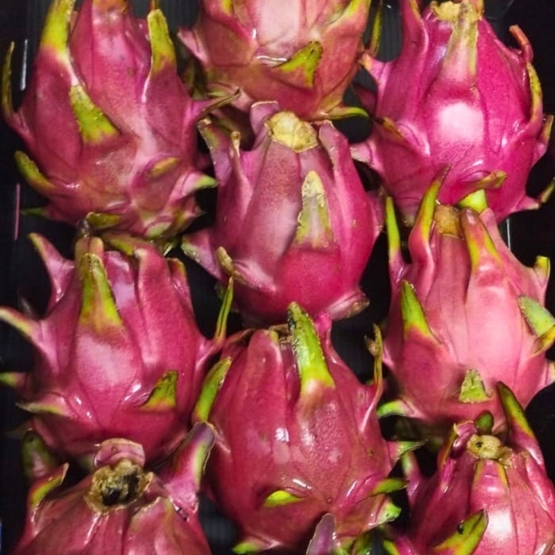 White Dragon Fruit packaging