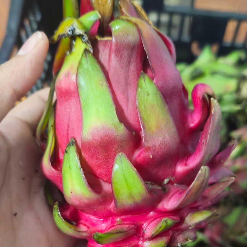 Red Dragon Fruit pallet