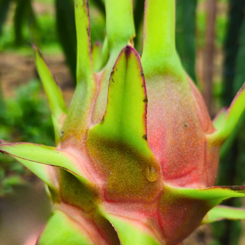 Red Dragon Fruit export selection