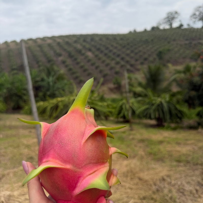White Dragon Fruit quality
