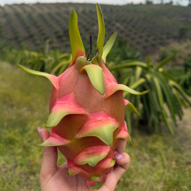 White Dragon Fruit export